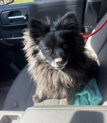 Found/Stray Female Dog last seen Valley Blvd, Colton, CA 92324