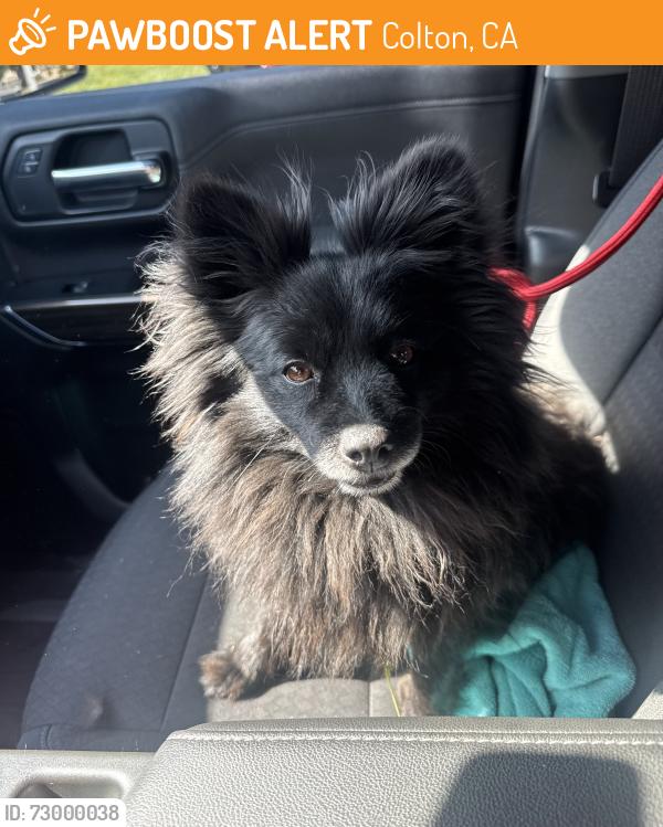 Found/Stray Female Dog last seen Valley Blvd, Colton, CA 92324