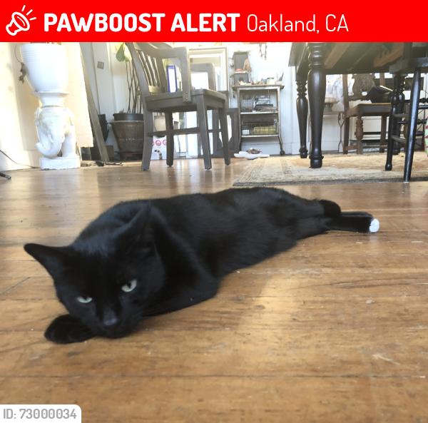 Lost Male Cat last seen Coolidge Terrace, 94602, Oakland, CA 94602