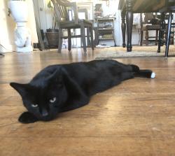Lost Male Cat last seen Coolidge Terrace, 94602, Oakland, CA 94602