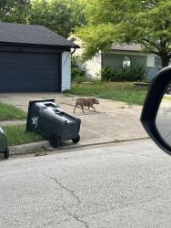 Found/Stray Female Dog last seen B.C. Barnes Park, Arlington, TX 76014