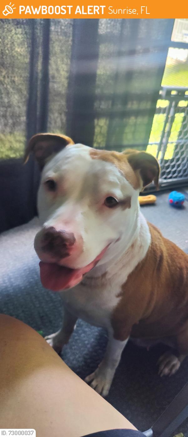 Found/Stray Female Dog last seen Sunrise blvd and 9th st, Sunrise, FL 33351