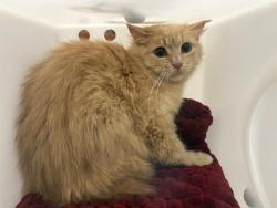 Shelter Stray Unknown Cat last seen , 3839 W Burnham St, West Milwaukee, WI 53215, USA