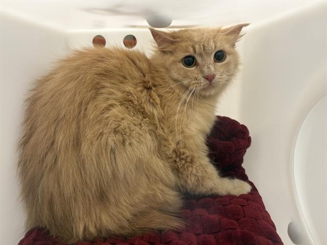 Shelter Stray Unknown Cat last seen , 3839 W Burnham St, West Milwaukee, WI 53215, USA