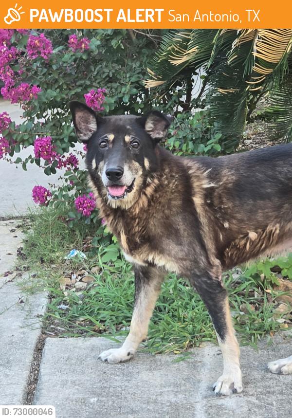 Found/Stray Unknown Dog last seen Heathridge and Pondview, San Antonio, TX 78250