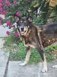 Found/Stray Unknown Dog last seen Heathridge and Pondview, San Antonio, TX 78250