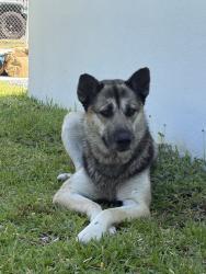 Found/Stray Female Dog last seen Right infront of address 124 nw 60 stre ET, Miami, FL 33127