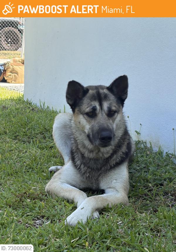 Found/Stray Female Dog last seen Right infront of address 124 nw 60 stre ET, Miami, FL 33127