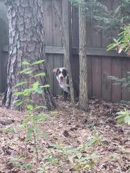Found/Stray Unknown Dog last seen Nottingham Dr near Cary Fire Station #9, Cary, NC 27511