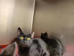 Shelter Stray Female Cat last seen Near BLOCK W 3500 S, WEST VALLEY CITY UT 84120, 4522 W 3500 S, West Valley City, UT 84120, USA