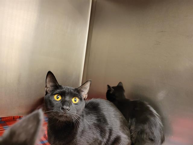 Shelter Stray Female Cat last seen Near BLOCK W 3500 S, WEST VALLEY CITY UT 84120, 4522 W 3500 S, West Valley City, UT 84120, USA