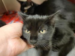 Shelter Stray Unknown Cat last seen Near BLOCK W 3500 S, WEST VALLEY CITY UT 84120, 4522 W 3500 S, West Valley City, UT 84120, USA