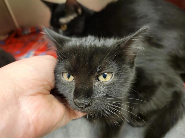 Shelter Stray Unknown Cat last seen Near BLOCK W 3500 S, WEST VALLEY CITY UT 84120, 4522 W 3500 S, West Valley City, UT 84120, USA