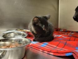 Shelter Stray Unknown Cat last seen Near BLOCK W 3500 S, WEST VALLEY CITY UT 84120, 4522 W 3500 S, West Valley City, UT 84120, USA