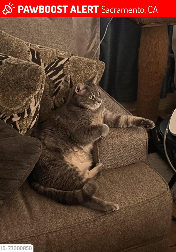 Lost Male Cat last seen Barkley way, Sacramento, CA 95828