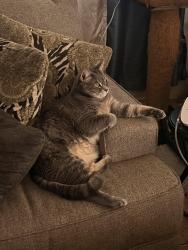 Lost Male Cat last seen Barkley way, Sacramento, CA 95828