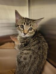 Shelter Stray Unknown Cat last seen Near BLOCK S VESPA DR, WEST VALLEY CITY UT 84119, 4522 W 3500 S, West Valley City, UT 84120, USA