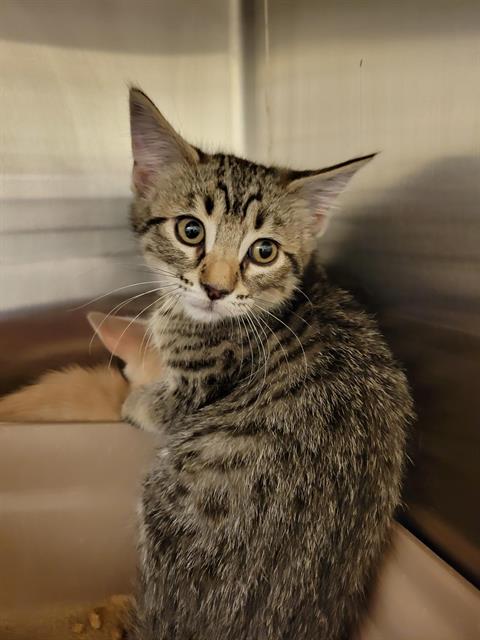 Shelter Stray Unknown Cat last seen Near BLOCK S VESPA DR, WEST VALLEY CITY UT 84119, 4522 W 3500 S, West Valley City, UT 84120, USA