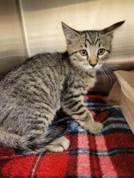 Shelter Stray Unknown Cat last seen Near BLOCK S VESPA DR, WEST VALLEY CITY UT 84119, 4522 W 3500 S, West Valley City, UT 84120, USA