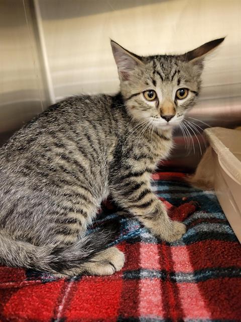 Shelter Stray Unknown Cat last seen Near BLOCK S VESPA DR, WEST VALLEY CITY UT 84119, 4522 W 3500 S, West Valley City, UT 84120, USA