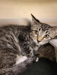 Shelter Stray Unknown Cat last seen Near BLOCK S VESPA DR, WEST VALLEY CITY UT 84119, 4522 W 3500 S, West Valley City, UT 84120, USA