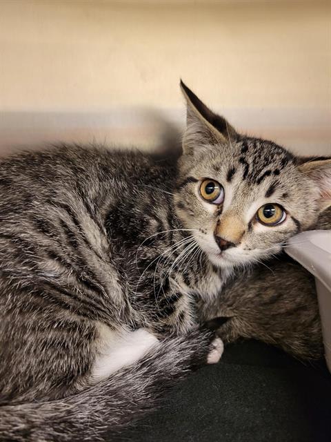 Shelter Stray Unknown Cat last seen Near BLOCK S VESPA DR, WEST VALLEY CITY UT 84119, 4522 W 3500 S, West Valley City, UT 84120, USA