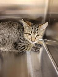 Shelter Stray Unknown Cat last seen Near BLOCK S VESPA DR, WEST VALLEY CITY UT 84119, 4522 W 3500 S, West Valley City, UT 84120, USA
