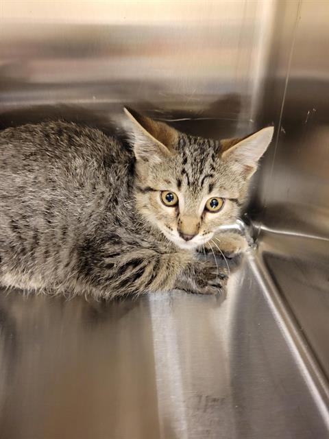 Shelter Stray Unknown Cat last seen Near BLOCK S VESPA DR, WEST VALLEY CITY UT 84119, 4522 W 3500 S, West Valley City, UT 84120, USA