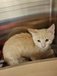 Shelter Stray Unknown Cat last seen Near BLOCK S VESPA DR, WEST VALLEY CITY UT 84119, 4522 W 3500 S, West Valley City, UT 84120, USA