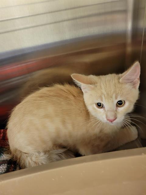 Shelter Stray Unknown Cat last seen Near BLOCK S VESPA DR, WEST VALLEY CITY UT 84119, 4522 W 3500 S, West Valley City, UT 84120, USA
