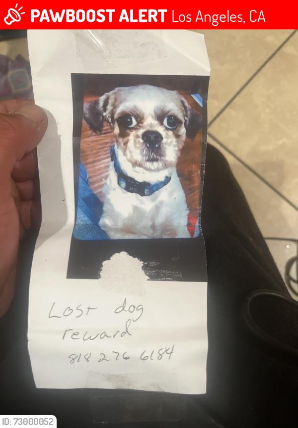 Lost Male Dog last seen Victory and van nuys , Los Angeles, CA 91411