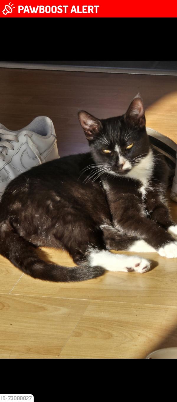 Lost Female Cat last seen Happy valley, Greater London, England CR5