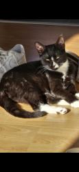 Lost Female Cat last seen Happy valley, Greater London, England CR5