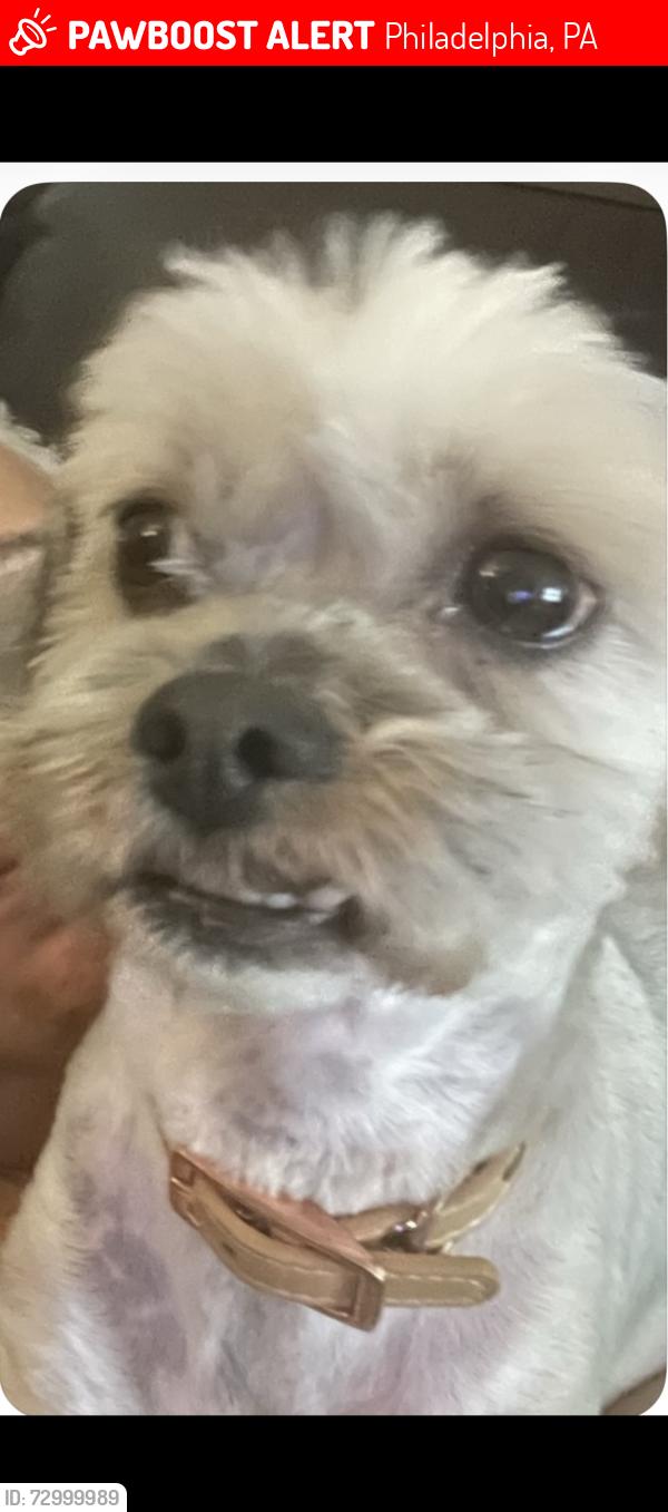 Lost Female Dog last seen Near n gross st , Philadelphia, PA 19151