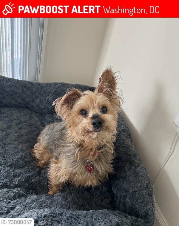 Lost Male Dog last seen V St and 13th St, Washington, DC 20020
