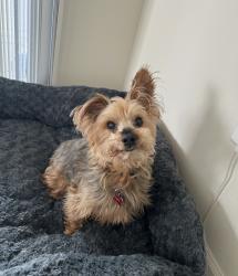 Lost Male Dog last seen V St and 13th St, Washington, DC 20020