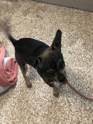 Shelter Stray Male Dog last seen Near BLOCK LAMBERT AVE, PUEBLO CO 81003, 4600 Eagleridge Pl, Pueblo, CO 81008, USA