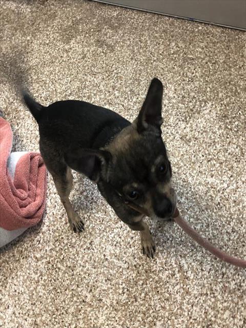 Shelter Stray Male Dog last seen Near BLOCK LAMBERT AVE, PUEBLO CO 81003, 4600 Eagleridge Pl, Pueblo, CO 81008, USA