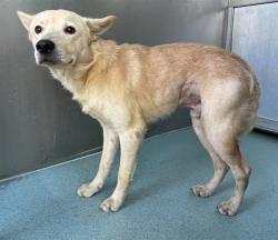 Shelter Stray Male Dog last seen , 4275 Elton St, Baldwin Park, CA 91706, USA