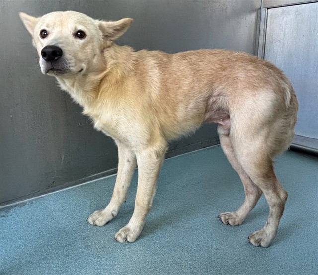 Shelter Stray Male Dog last seen , 4275 Elton St, Baldwin Park, CA 91706, USA