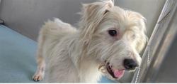 Shelter Stray Male Dog last seen , 4275 Elton St, Baldwin Park, CA 91706, USA