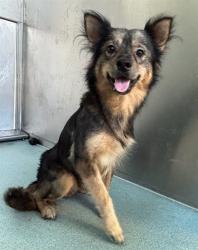 Shelter Stray Female Dog last seen , 4275 Elton St, Baldwin Park, CA 91706, USA