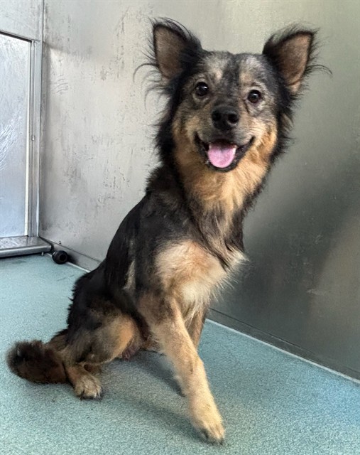 Shelter Stray Female Dog last seen , 4275 Elton St, Baldwin Park, CA 91706, USA
