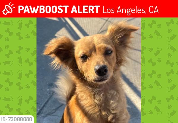 Lost Female Dog last seen Budlong/107th st, Los Angeles, CA 90037