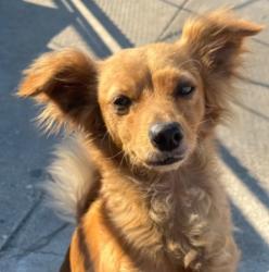 Lost Female Dog last seen Budlong/107th st, Los Angeles, CA 90037