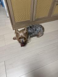 Reunited Male Dog last seen Near NW 11th St, Fort Lauderdale, FL 33311, Fort Lauderdale, FL 33311