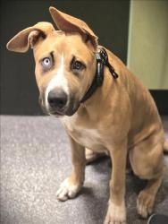 Shelter Stray Male Dog last seen , 3201 Lacy St, Los Angeles, CA 90031, USA