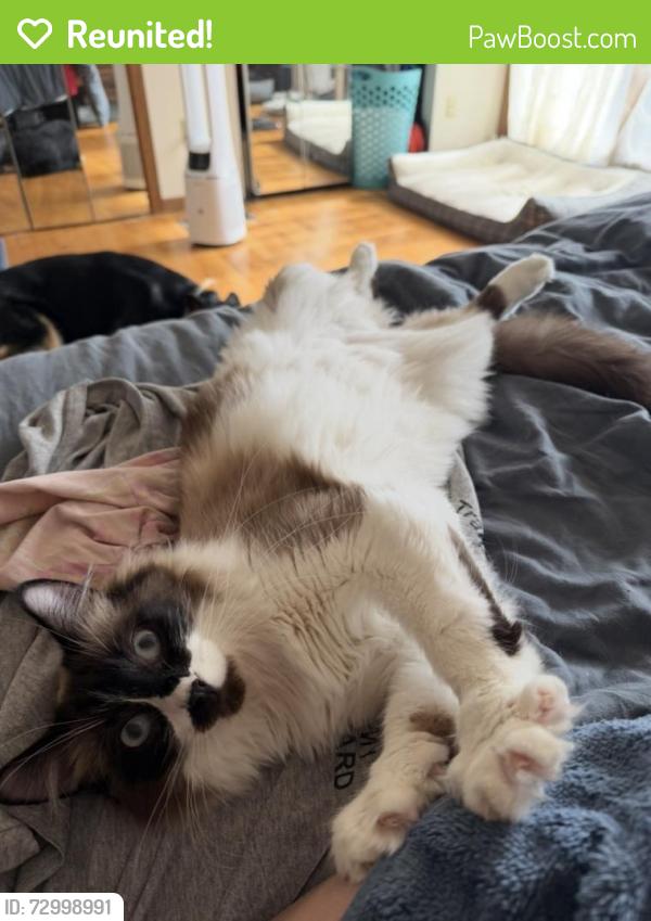Reunited Male Cat last seen Ivory and Pratt Rd, Metamora, MI 48455