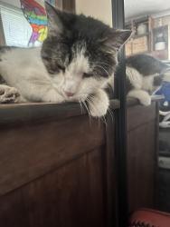 Found/Stray Unknown Cat last seen Hummer Sports Park, Topeka, KS 66606