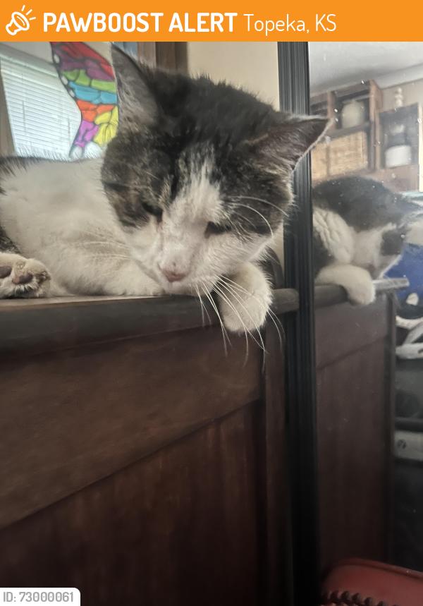 Found/Stray Unknown Cat last seen Hummer Sports Park, Topeka, KS 66606